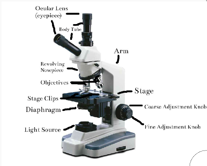 Hannah Tate- Microscopy - Microscope Basics